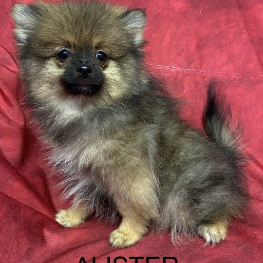 chiot Spitz allemand ALISTER spitz Domaine de la Chantelaie