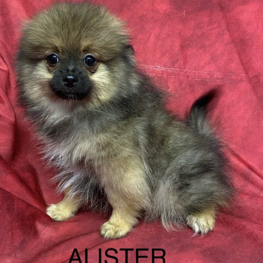 chiot Spitz allemand ALISTER spitz Domaine de la Chantelaie