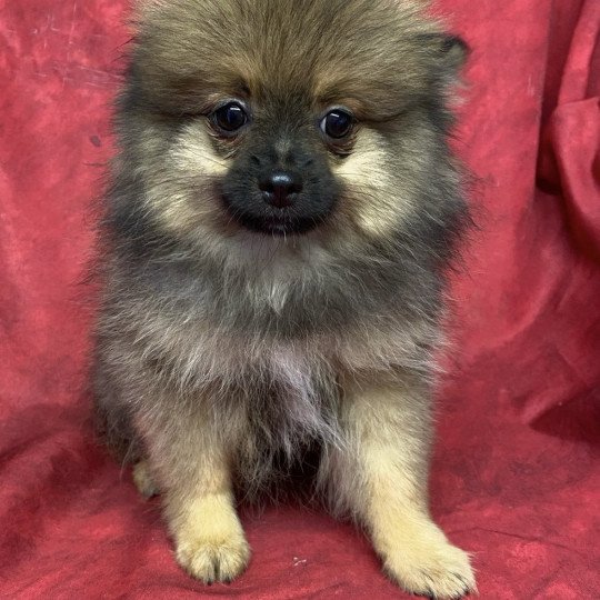 chiot Spitz allemand ALISTER spitz Domaine de la Chantelaie