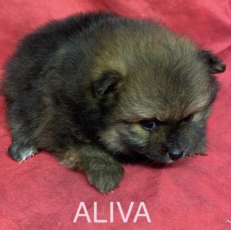 ALIVA spitz à réserver Femelle Spitz allemand