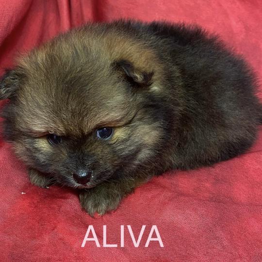 chiot Spitz allemand ALIVA spitz à réserver Domaine de la Chantelaie