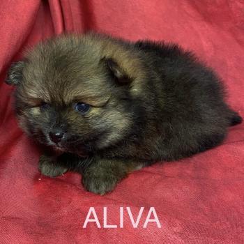 chiot Spitz allemand ALIVA spitz à réserver Domaine de la Chantelaie