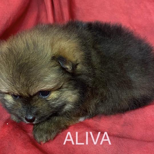 chiot Spitz allemand ALIVA spitz à réserver Domaine de la Chantelaie