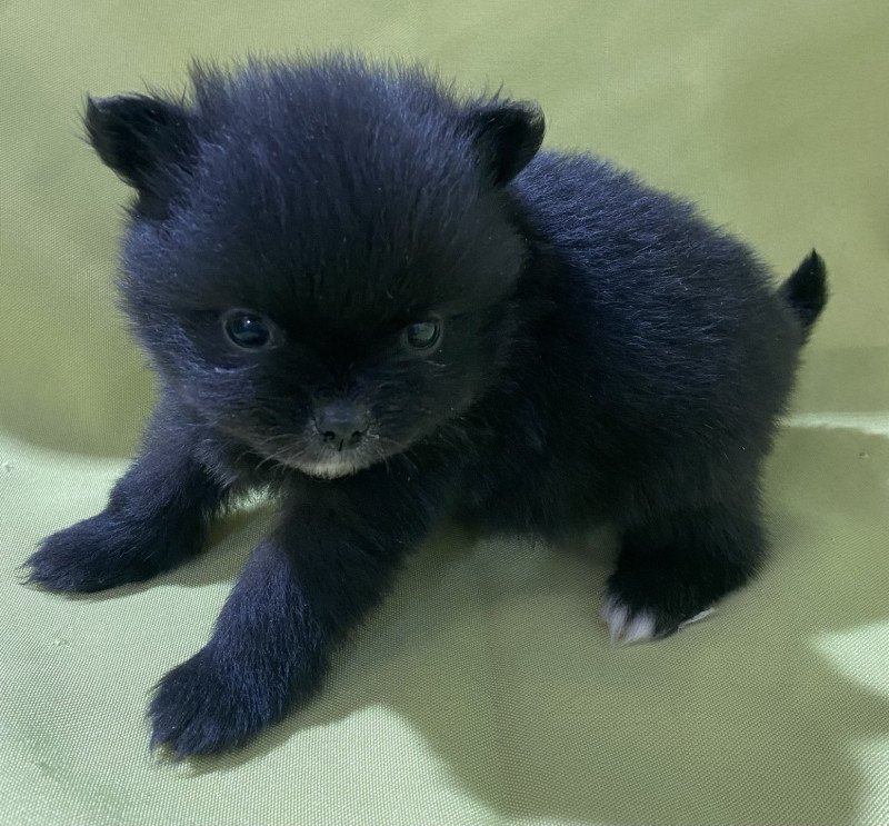 ALIWEL spitz extra nain à réserver Femelle Spitz allemand