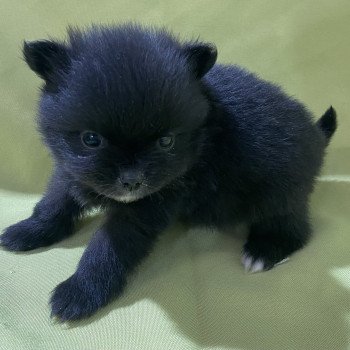 chiot Spitz allemand ALIWEL spitz extra nain à réserver Domaine de la Chantelaie