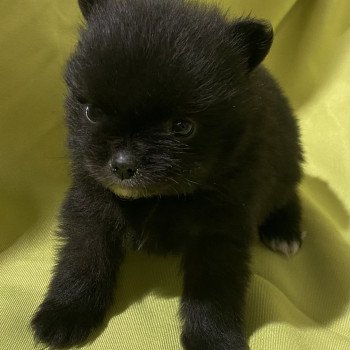 chiot Spitz allemand ALIWEL spitz extra nain à réserver Domaine de la Chantelaie
