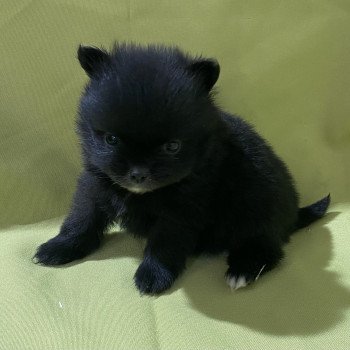 chiot Spitz allemand ALIWEL spitz extra nain à réserver Domaine de la Chantelaie