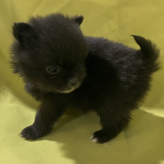 chiot Spitz allemand ALIWEL spitz extra nain à réserver Domaine de la Chantelaie