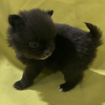 chiot Spitz allemand ALIWEL spitz extra nain à réserver Domaine de la Chantelaie
