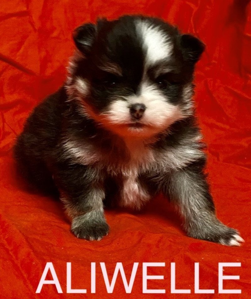 ALIWELLE à réserver Femelle Spitz allemand