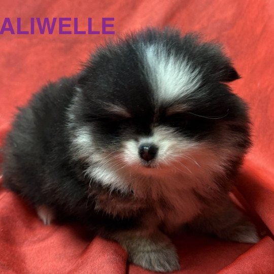 ALIWELLE spitz nain Poméranian à réserver Femelle Spitz allemand