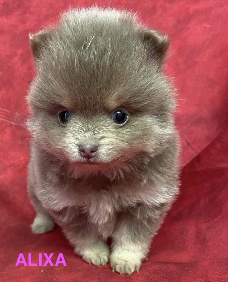 ALIXA spitz Femelle Spitz allemand