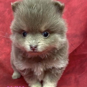 chiot Spitz allemand ALIXA spitz Domaine de la Chantelaie chiot Spitz allemand ALIXA spitz Domaine de la Chantelaie