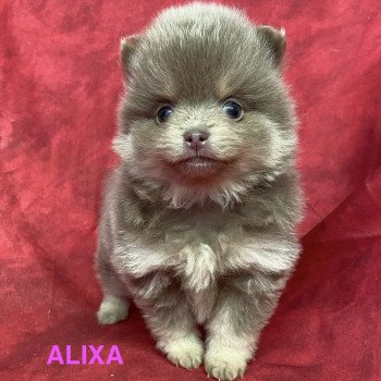 chiot Spitz allemand ALIXA spitz Domaine de la Chantelaie chiot Spitz allemand ALIXA spitz Domaine de la Chantelaie