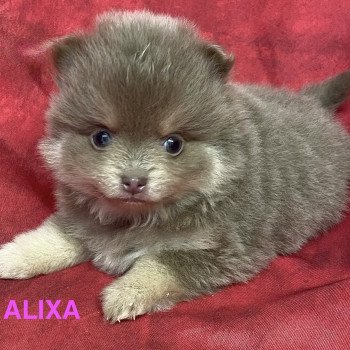 chiot Spitz allemand ALIXA spitz Domaine de la Chantelaie chiot Spitz allemand ALIXA spitz Domaine de la Chantelaie
