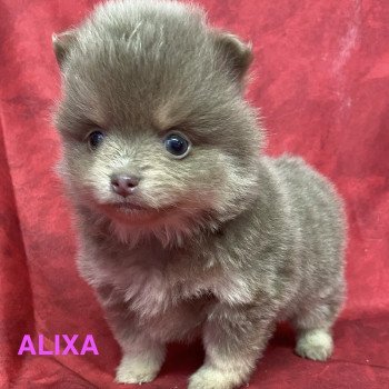 chiot Spitz allemand ALIXA spitz Domaine de la Chantelaie chiot Spitz allemand ALIXA spitz Domaine de la Chantelaie