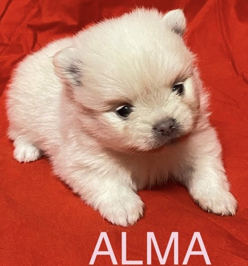 ALMA à réserver Femelle Spitz allemand