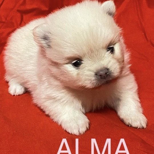 chiot Spitz allemand ALMA à réserver Domaine de la Chantelaie