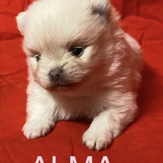 chiot Spitz allemand ALMA à réserver Domaine de la Chantelaie
