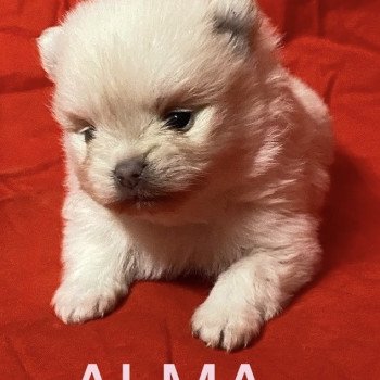 chiot Spitz allemand ALMA à réserver Domaine de la Chantelaie