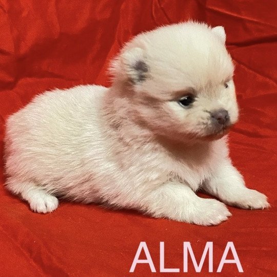 chiot Spitz allemand ALMA à réserver Domaine de la Chantelaie