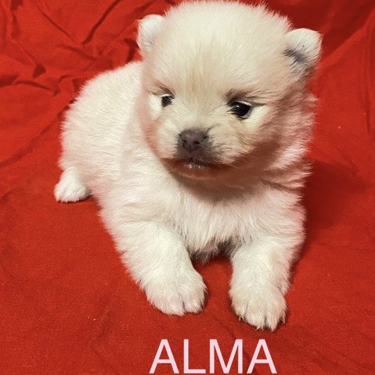 chiot Spitz allemand ALMA à réserver Domaine de la Chantelaie