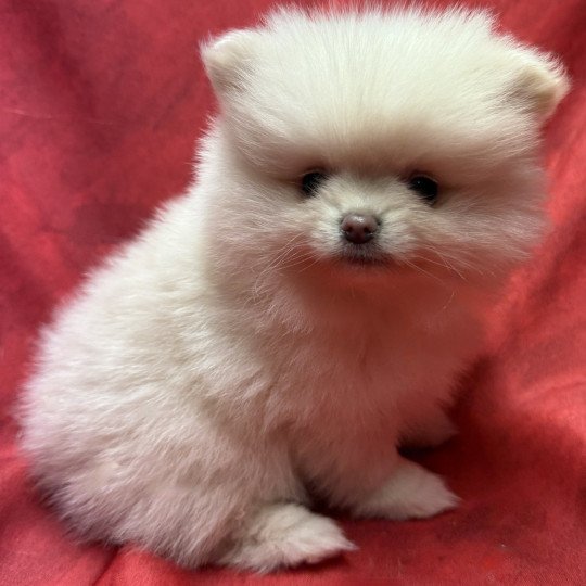 ALMA spitz nain pomeranian à réserver Femelle Spitz allemand