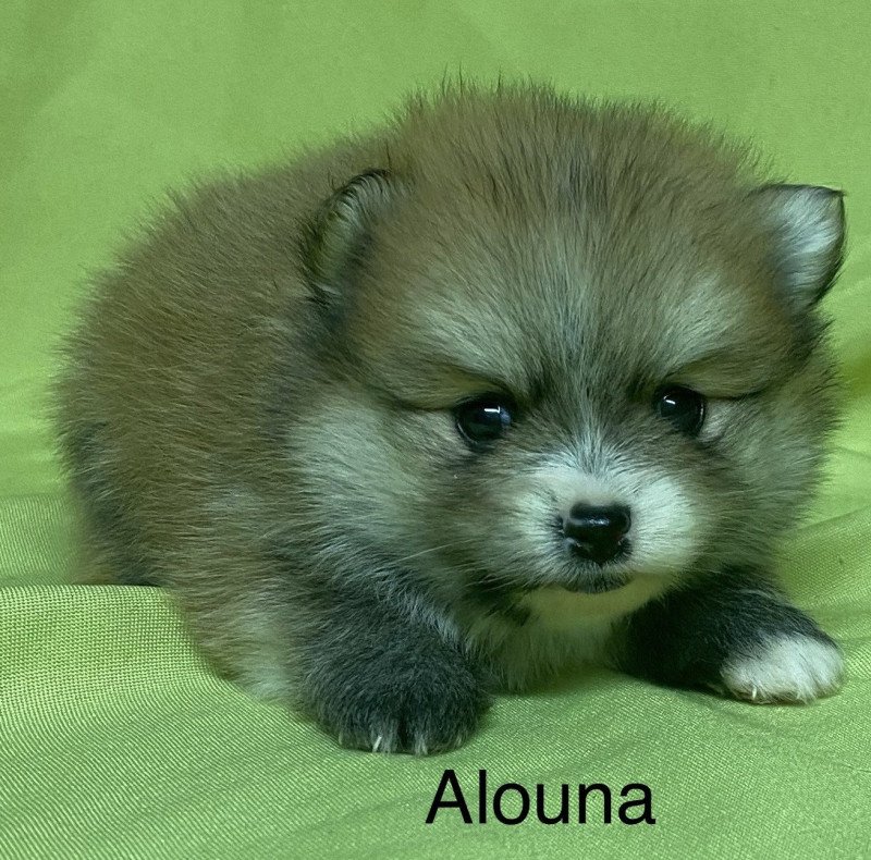ALOUNA spitz nain à réserver Femelle Spitz allemand