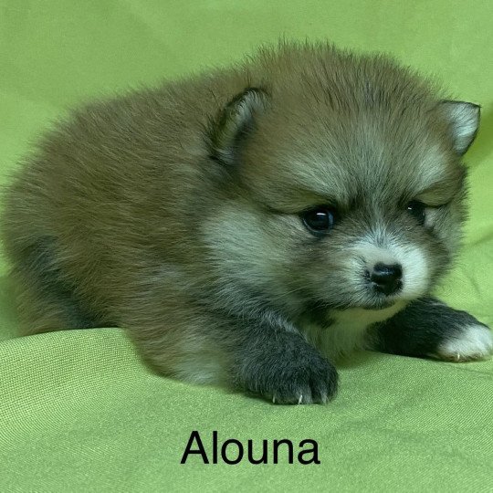 chiot Spitz allemand ALOUNA spitz nain à réserver Domaine de la Chantelaie