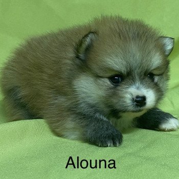 chiot Spitz allemand ALOUNA spitz nain à réserver Domaine de la Chantelaie