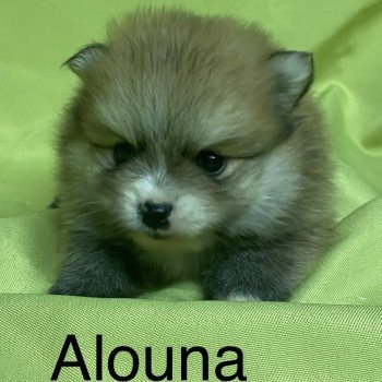 chiot Spitz allemand ALOUNA spitz nain à réserver Domaine de la Chantelaie