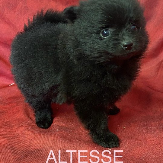 chiot Spitz allemand ALTESSE spitz à réserver Domaine de la Chantelaie