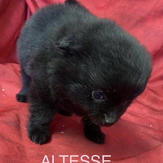 chiot Spitz allemand ALTESSE spitz à réserver Domaine de la Chantelaie