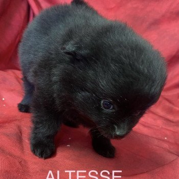chiot Spitz allemand ALTESSE spitz à réserver Domaine de la Chantelaie chiot Spitz allemand ALTESSE spitz à réserver Domaine de la Chantelaie