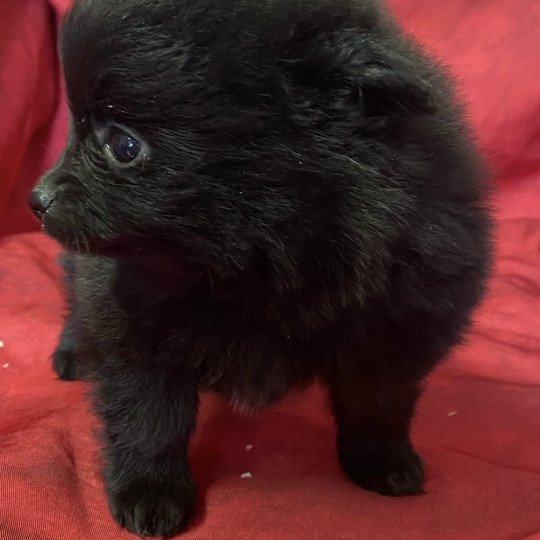 chiot Spitz allemand ALTESSE spitz à réserver Domaine de la Chantelaie