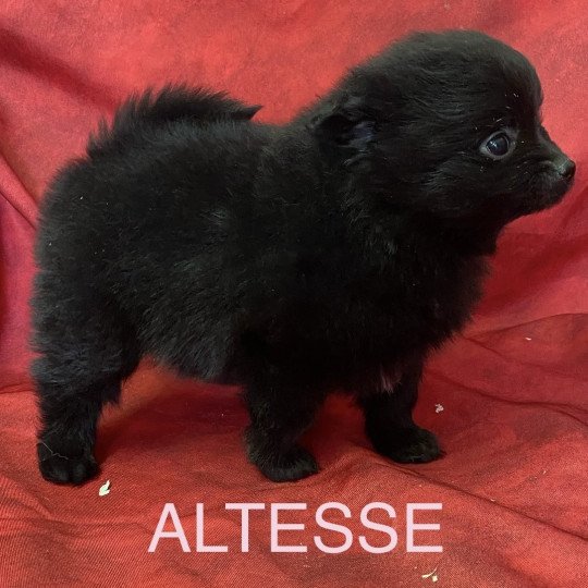 chiot Spitz allemand ALTESSE spitz à réserver Domaine de la Chantelaie