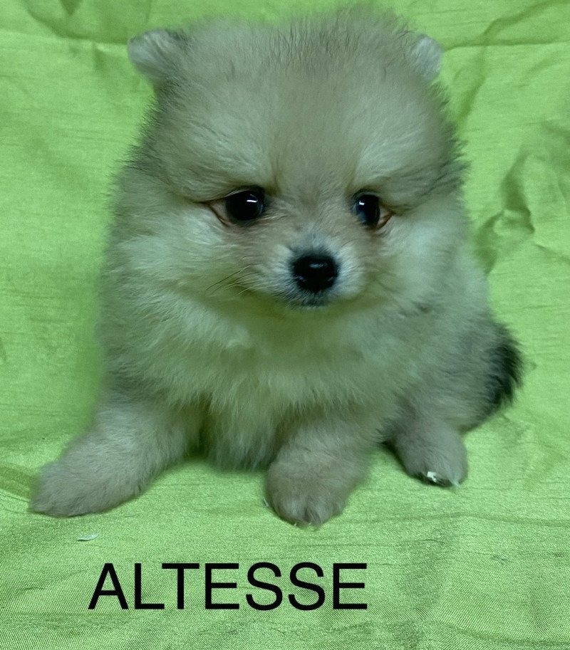 ALTESSE spitz nain Femelle Spitz allemand