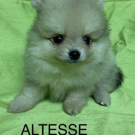 chiot Spitz allemand ALTESSE spitz nain Domaine de la Chantelaie