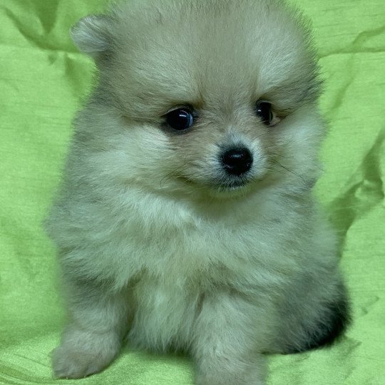 chiot Spitz allemand ALTESSE spitz nain Domaine de la Chantelaie