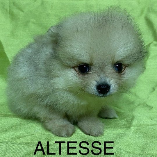 chiot Spitz allemand ALTESSE spitz nain Domaine de la Chantelaie