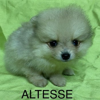 chiot Spitz allemand ALTESSE spitz nain Domaine de la Chantelaie