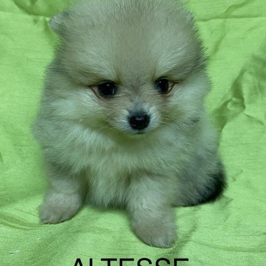chiot Spitz allemand ALTESSE spitz nain Domaine de la Chantelaie