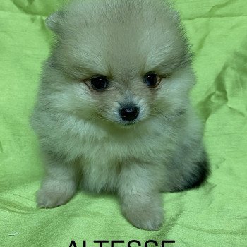 chiot Spitz allemand ALTESSE spitz nain Domaine de la Chantelaie