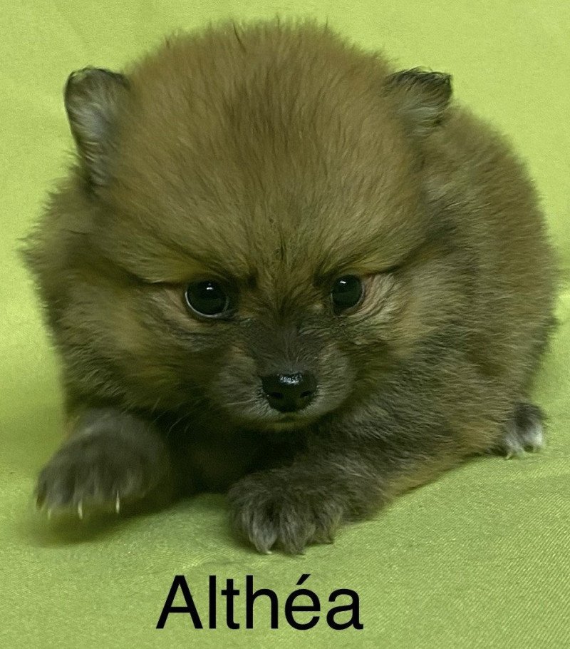 ALTHÉA spitz à réserver Femelle Spitz allemand