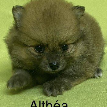 chiot Spitz allemand ALTHÉA spitz à réserver Domaine de la Chantelaie