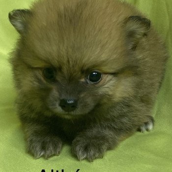 chiot Spitz allemand ALTHÉA spitz à réserver Domaine de la Chantelaie