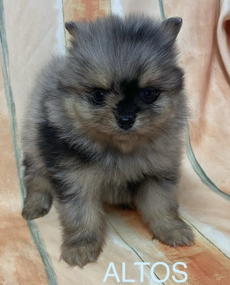 ALTOS spitz nain Mâle Spitz allemand