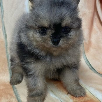 chiot Spitz allemand ALTOS spiz à réserver Domaine de la Chantelaie