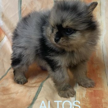 chiot Spitz allemand ALTOS spiz à réserver Domaine de la Chantelaie