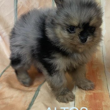 chiot Spitz allemand ALTOS spiz à réserver Domaine de la Chantelaie